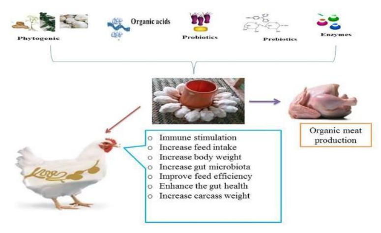nutrion promotes performance in broilers.PNG